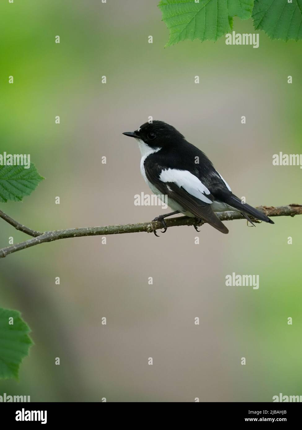 Pied flycatcher, Ficedula hypoleuca, single male on branch, Worcestershire, June 2022 Stock Photo