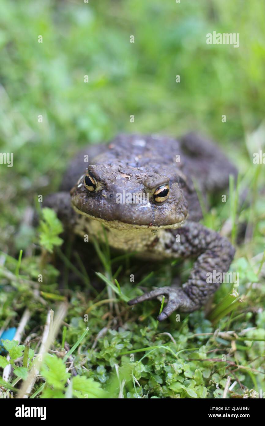 Toad on a summer walk Stock Photo