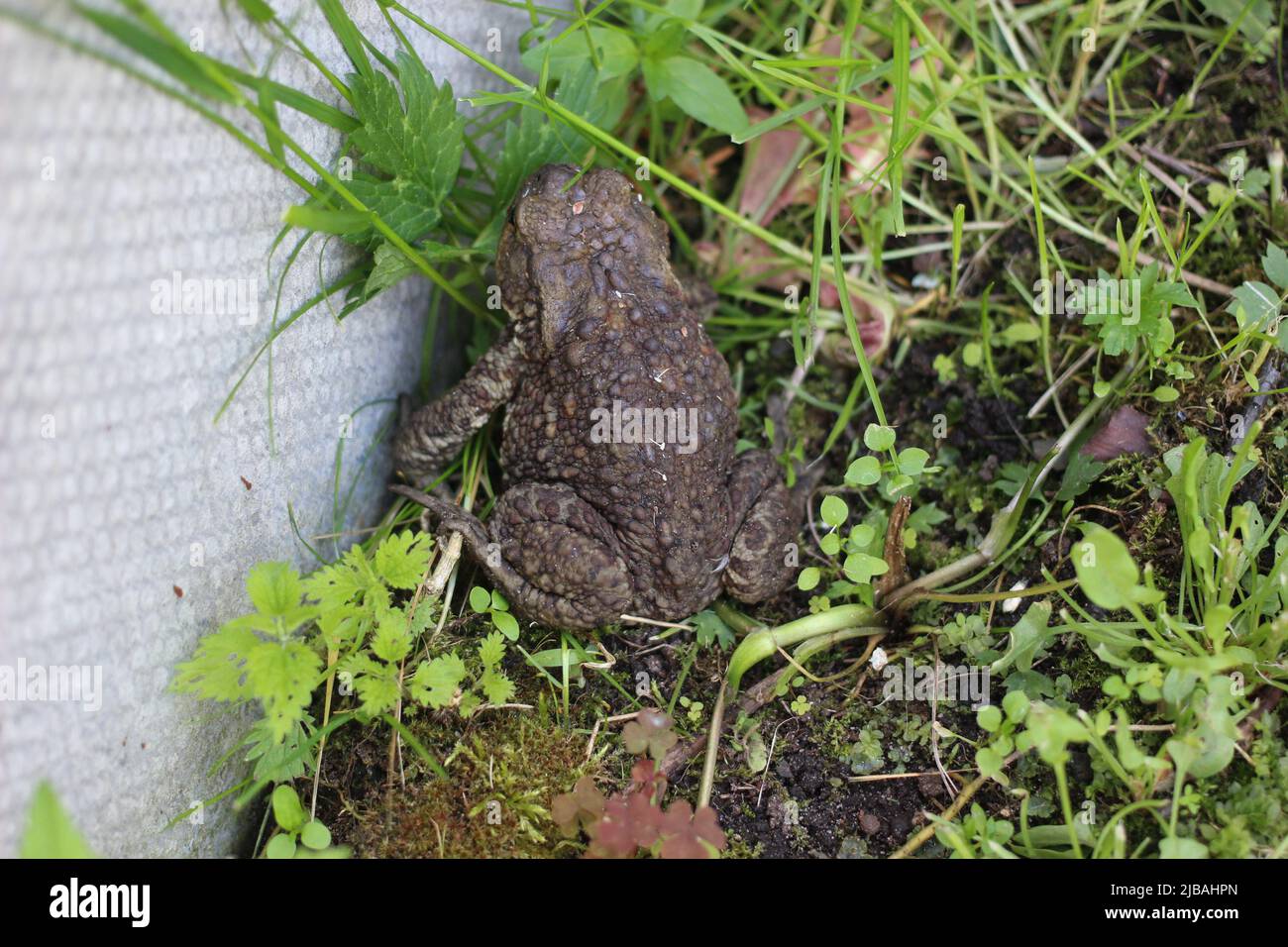 Toad on a summer walk Stock Photo