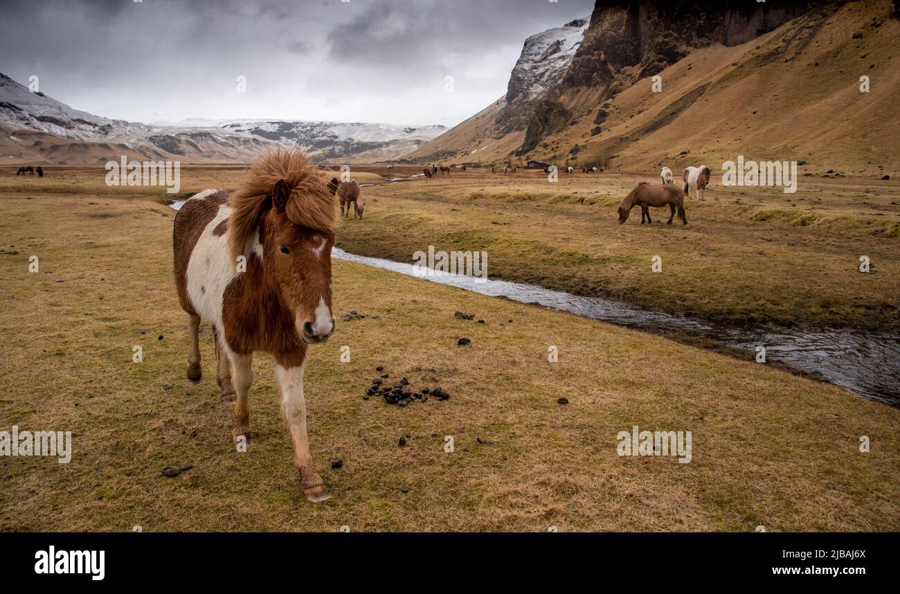 Icelandic horses feeding in the farmland in Iceland Stock Photo