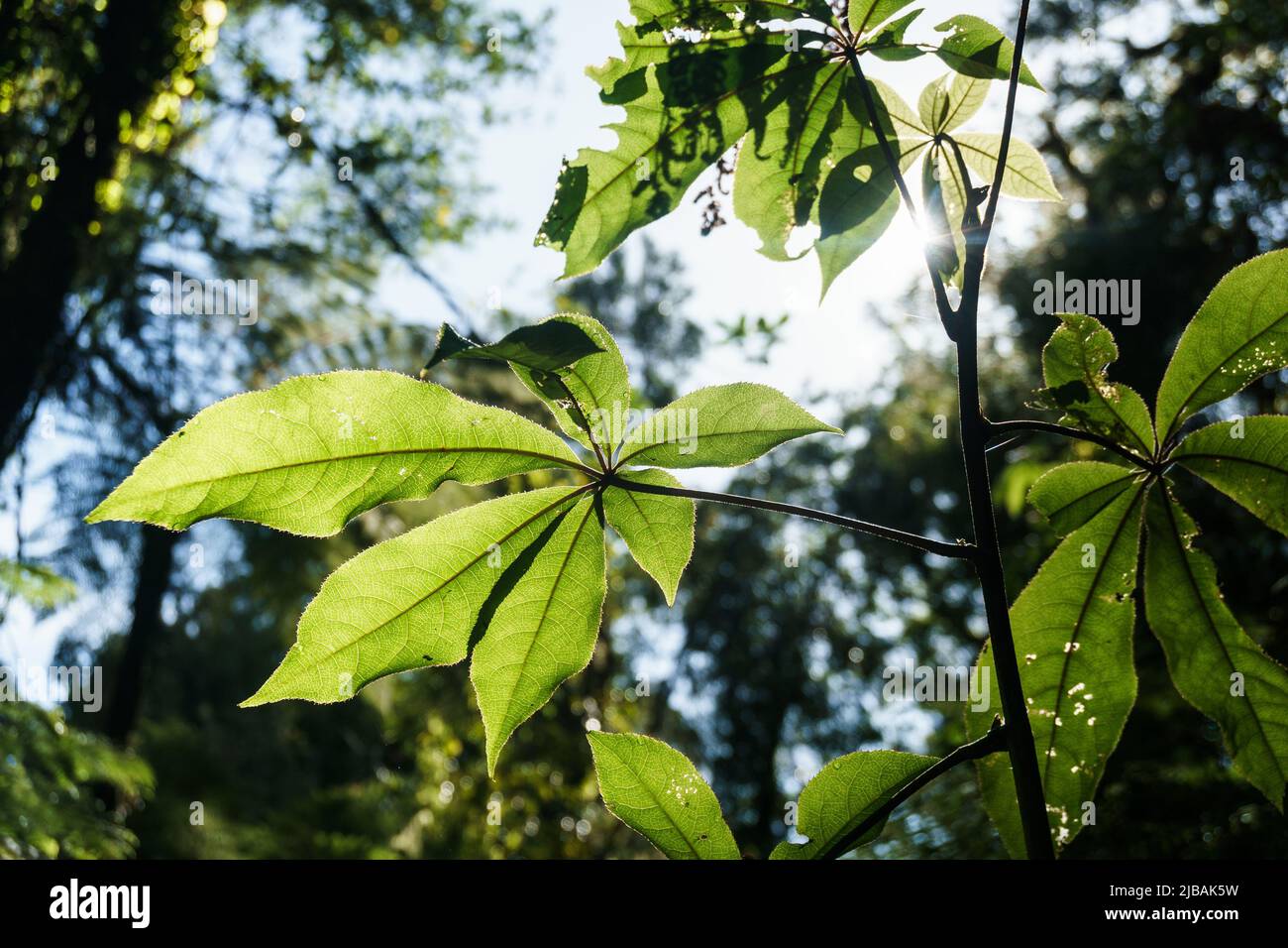 Leaves of New Zealand five finger tree from underside back-lit by sun showing spiky edges surrounded by defocused forest plants. Stock Photo