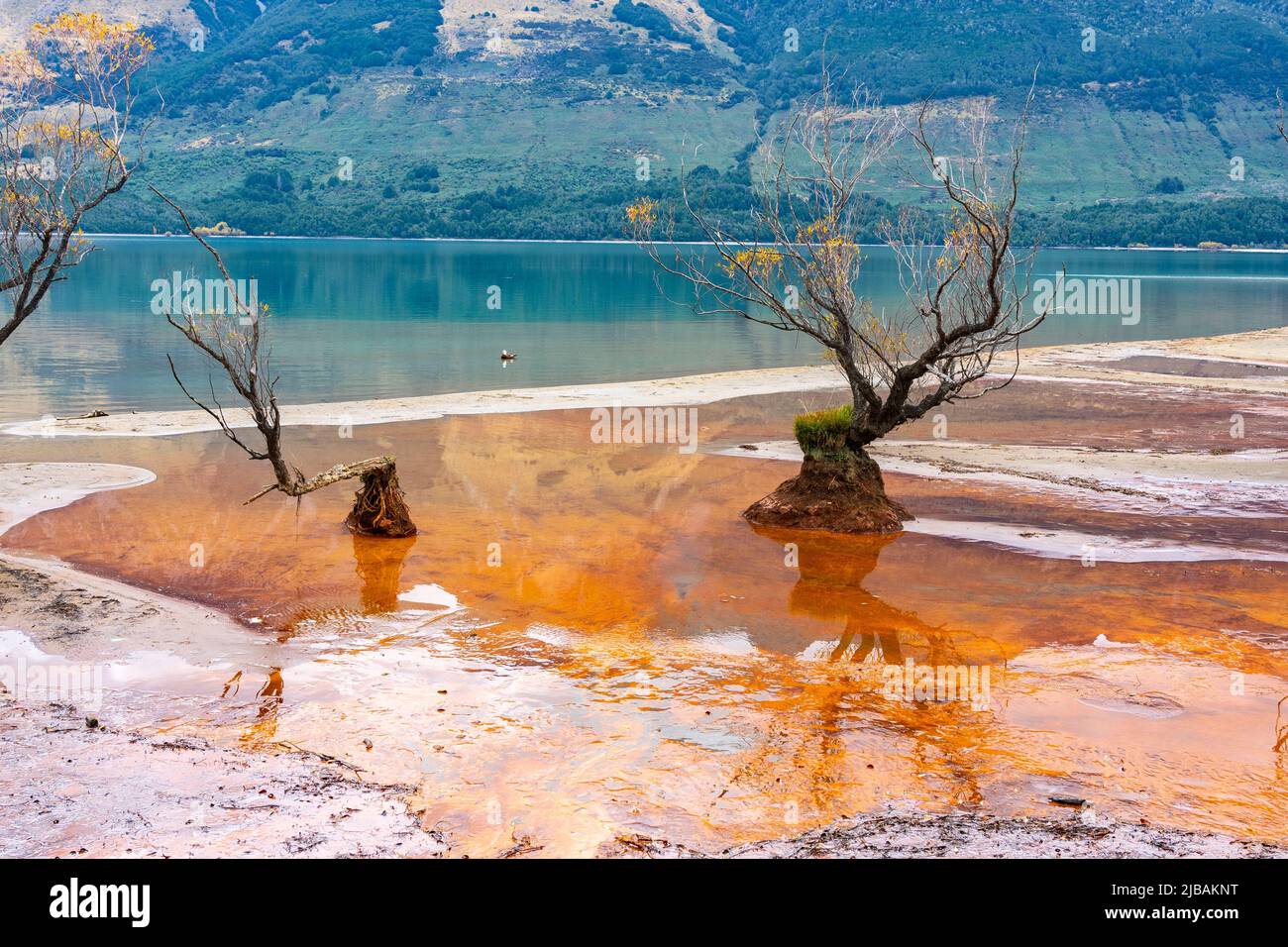 Willow tree stumps sprouting spindly branches and yellow autumn color leaves in tea stain colored swampy edge to Lake Te Anau at Glenorchy, South Isla Stock Photo