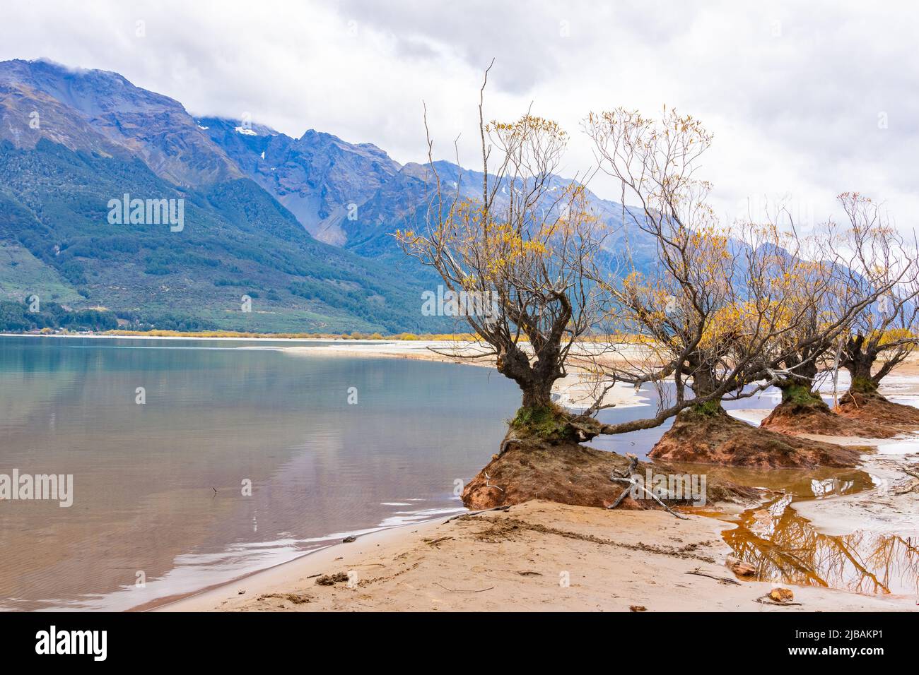 Willow tree stumps sprouting spindly branches and yellow autumn color leaves in tea stain colored swampy edge to Lake Te Anau at Glenorchy, South Isla Stock Photo