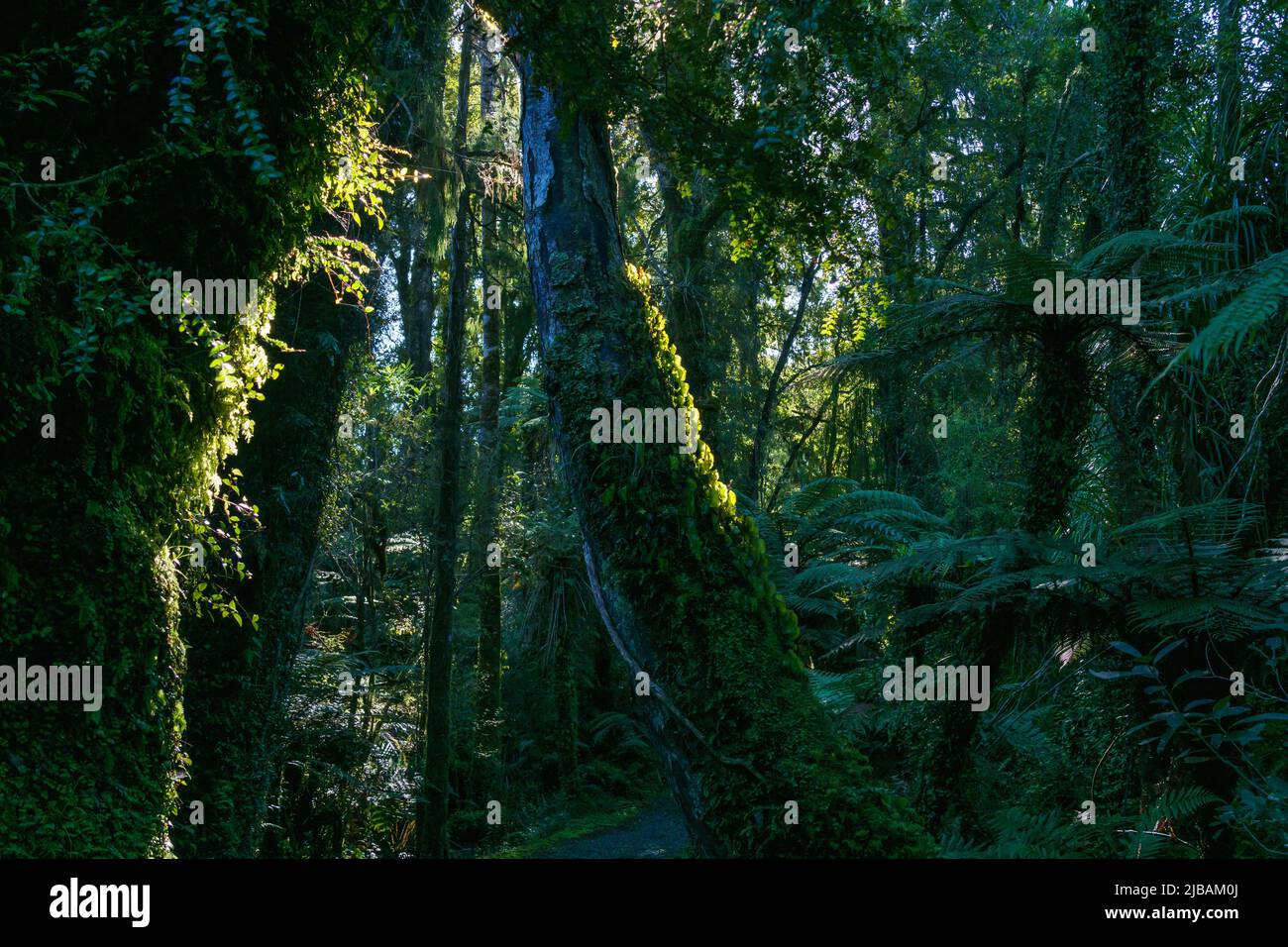 Darkness in New Zealand rainforest with sun back-lighting green kidney fern climbing tree trunk South Island. Stock Photo