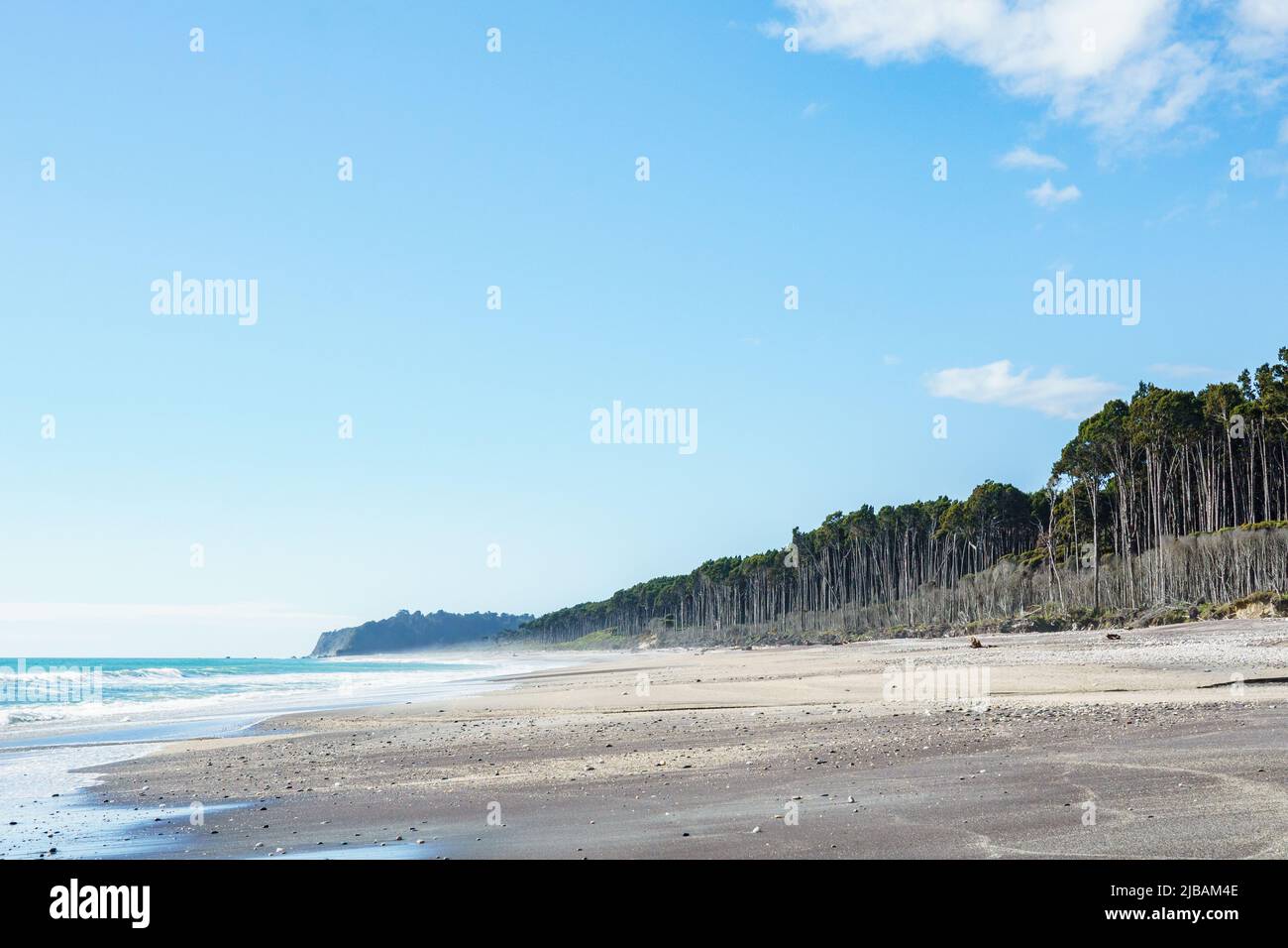 Tall rimu trees line beach at Bruce Bay on West Coast of South Island ...