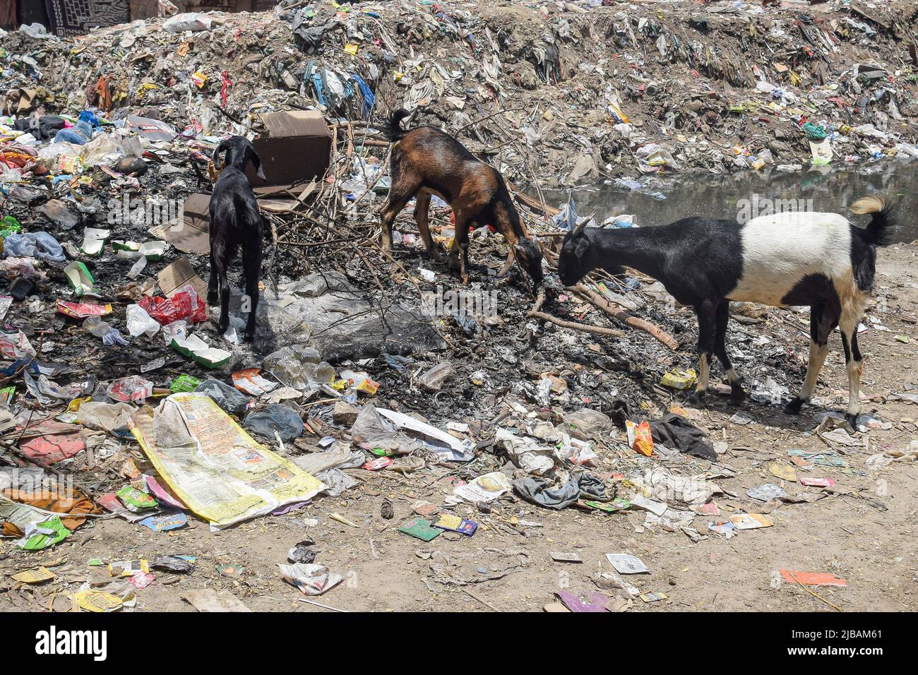 Delhi, India. 04th June, 2022. Goats eat garbage from a dump full of