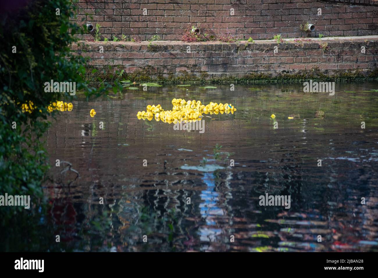 The ducks are released for the Duck Race at Water Fest 2022 Stock Photo