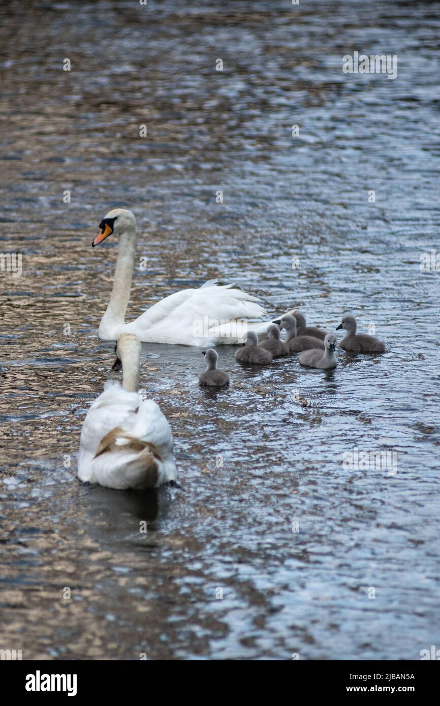 Pair of Swans with their Cygnet Family Stock Photo