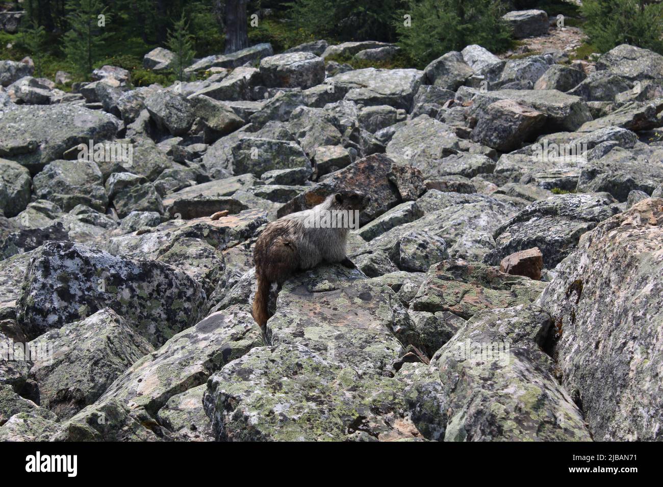 Marmot on Fairview mountain, Lake Louise, Alberta, Canada Stock Photo