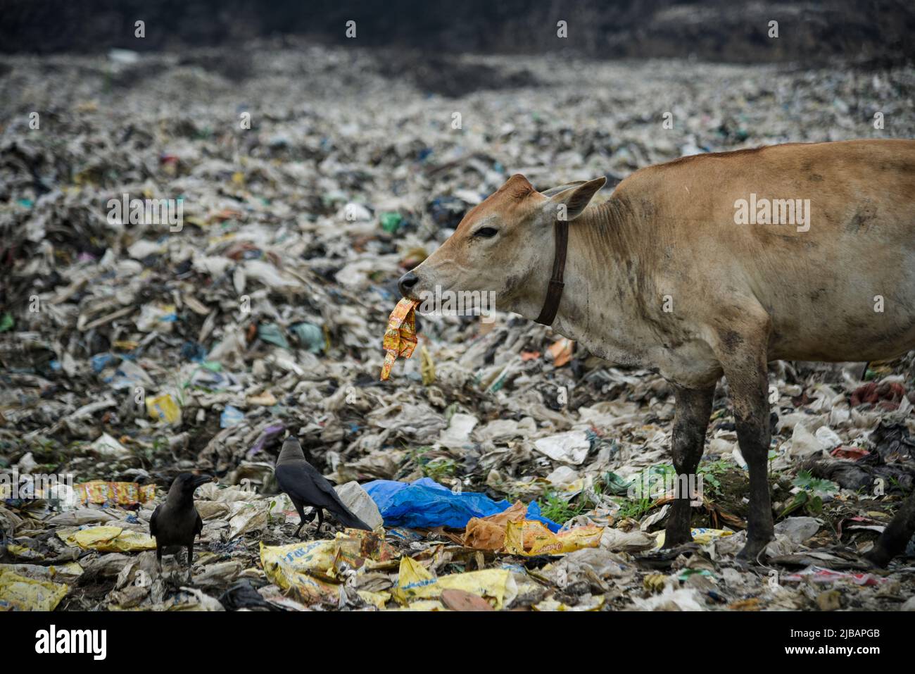 A cow eating plastics at a garbage dumpsite, in Guwahati, Assam, India on 04 June 2022. World Environment Day 2022 is the biggest international day for the environment. Led by the United Nations Environment Programme (UNEP) on 05 June every year. Credit: David Talukdar/Alamy Live News Stock Photo