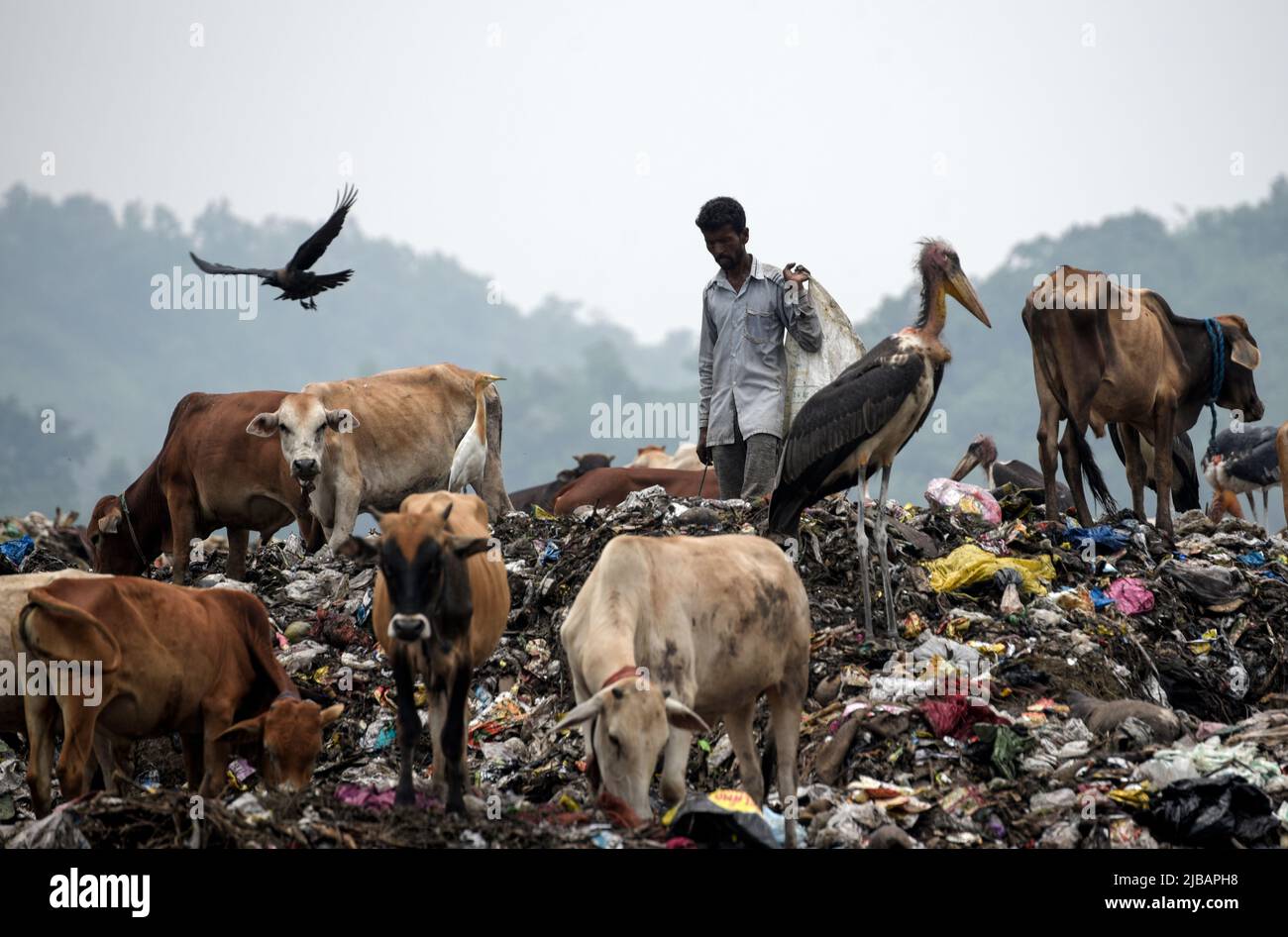 Rag pickers searches for recyclable materials next to cows and birds at a garbage dumpsite, in Guwahati, Assam, India on 04 June 2022. World Environment Day 2022 is the biggest international day for the environment. Led by the United Nations Environment Programme (UNEP) on 05 June every year. Credit: David Talukdar/Alamy Live News Stock Photo