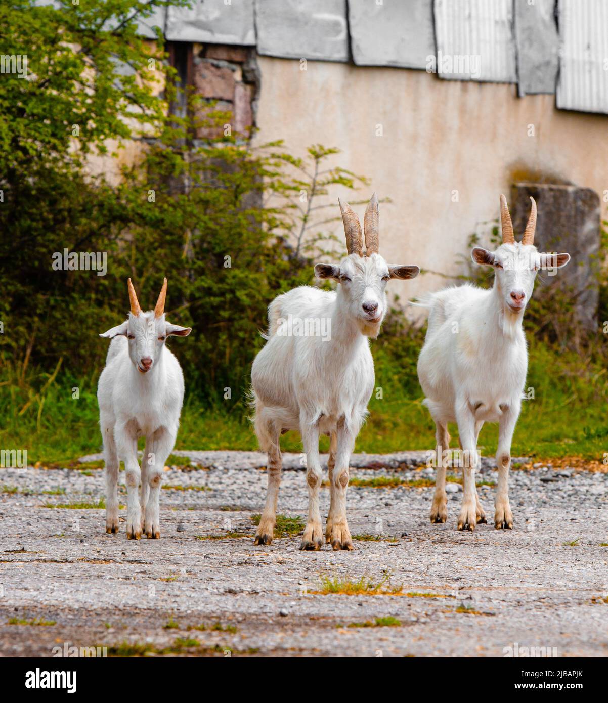 White goat small horns standing hi res stock photography and images Alamy White goat small horns standing hi res stock photography and images Alamy