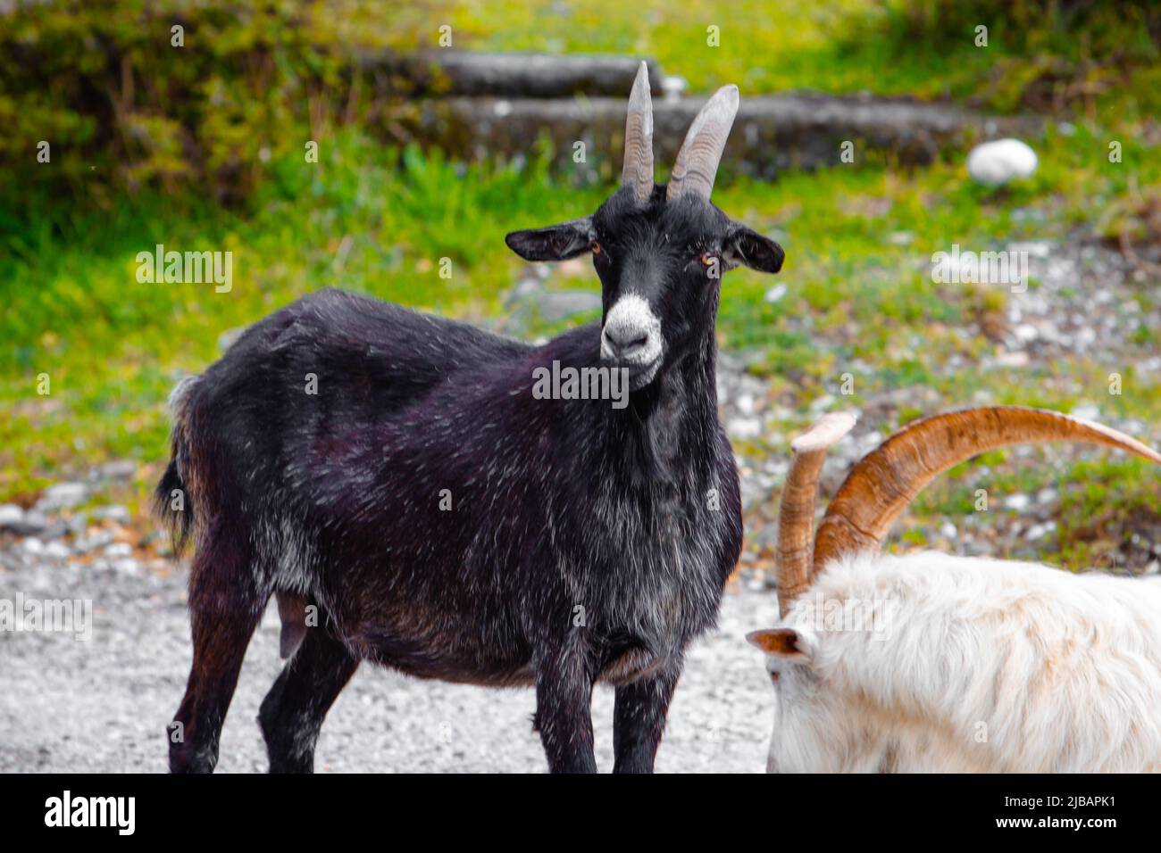 Black goat with horns on the road Stock Photo