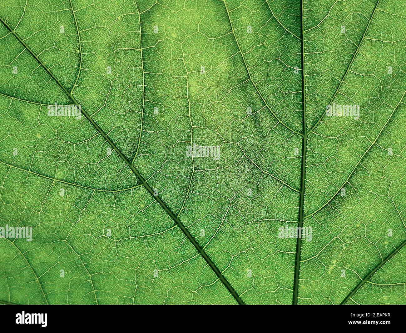 Macro close up of veins structure and internal patterns of green maple