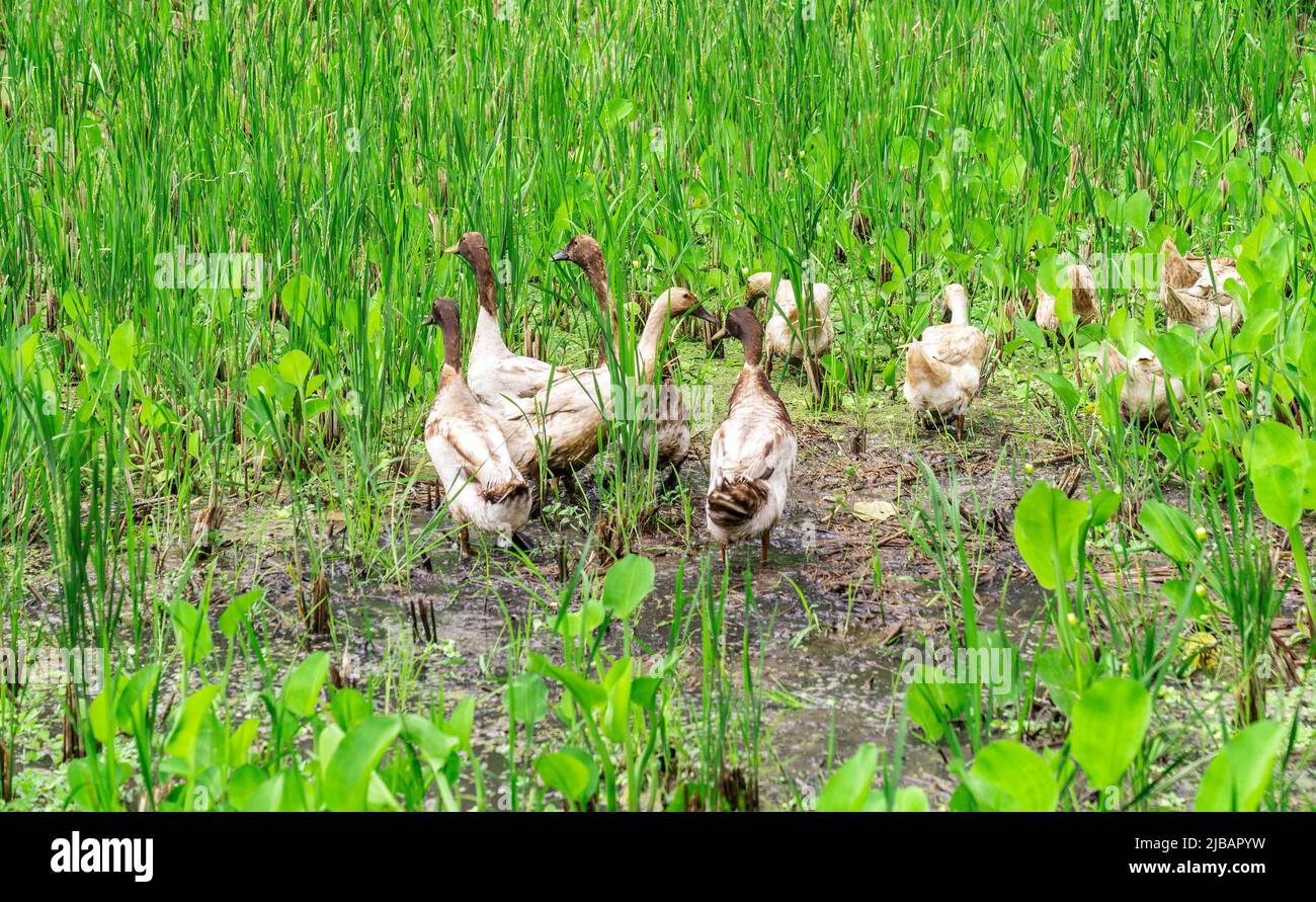 Group of ducks looking for food in rice field Stock Photo Alamy