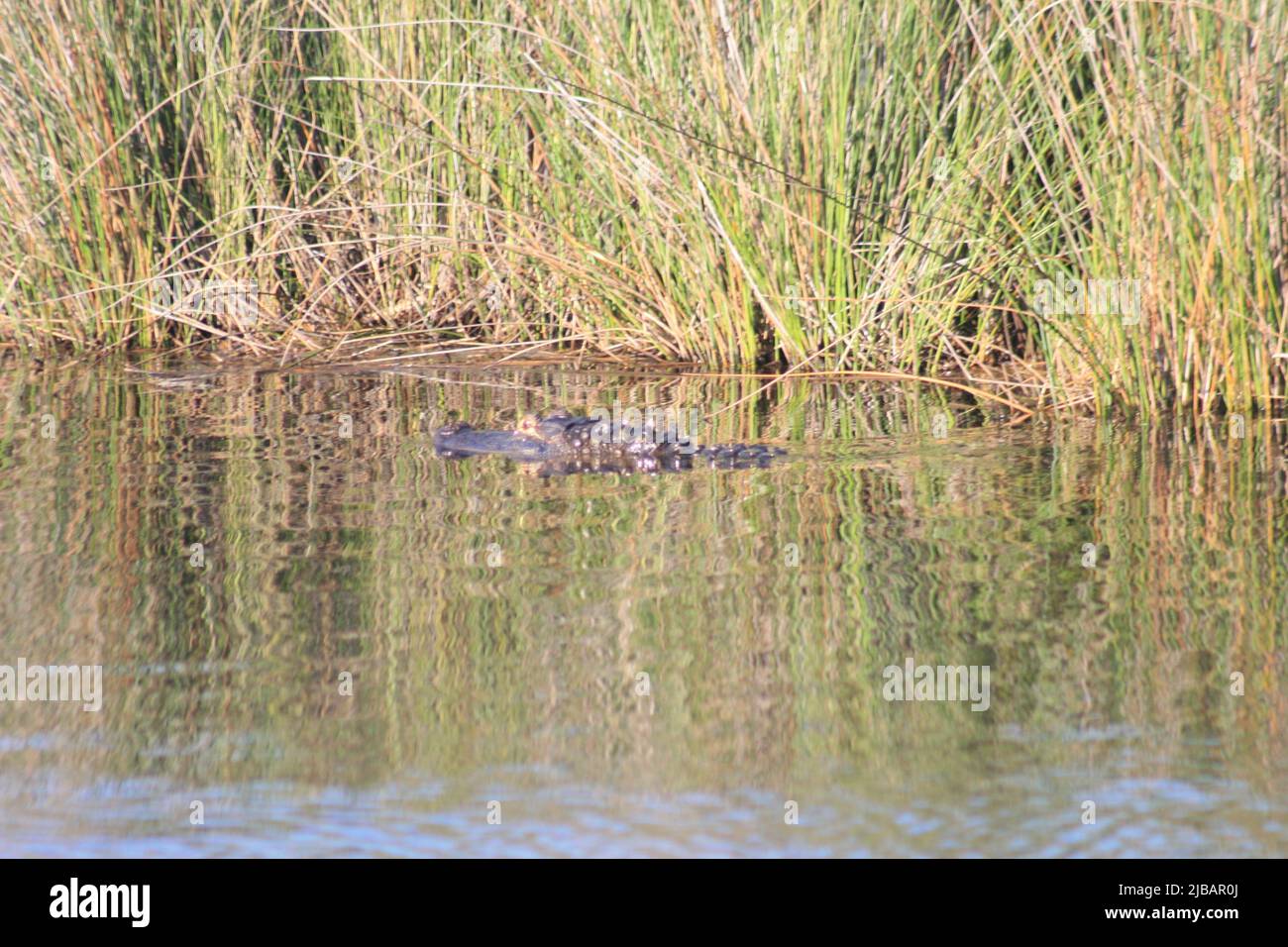 Lake Shelby Wetlands in Gulf Shores, Alabama, USA at Gulf Shores State Park Stock Photo Alamy