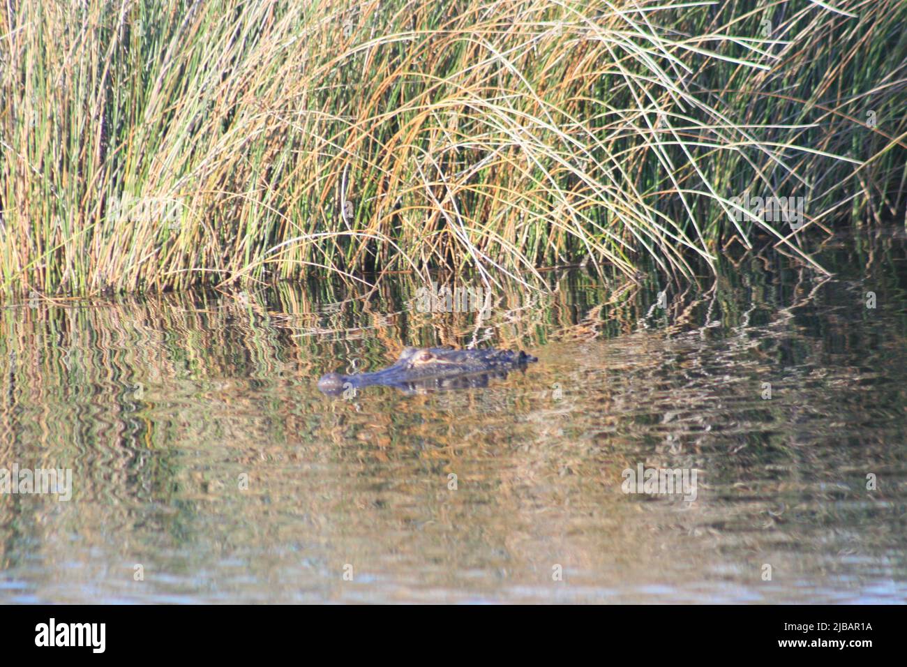 Lake Shelby Wetlands in Gulf Shores, Alabama, USA at Gulf Shores State