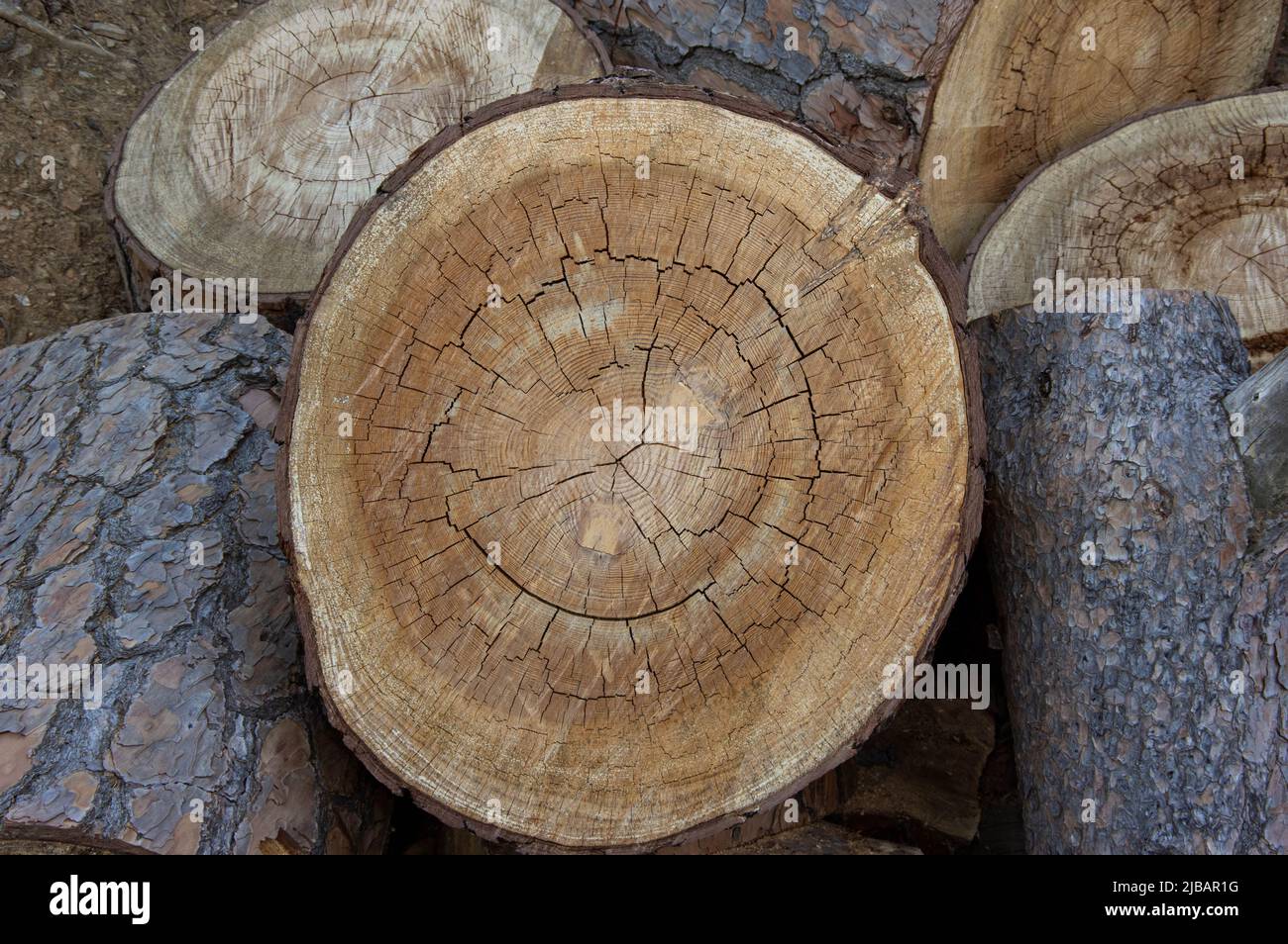 A pile of firewood logs and stumps, the resources of wood-cutting industry Stock Photo