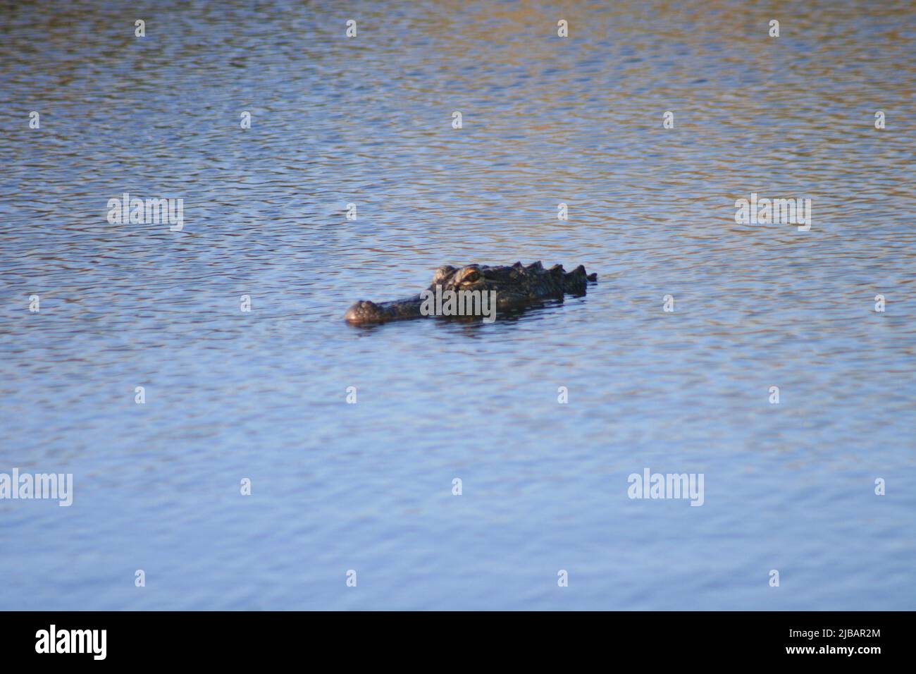 Lake Shelby Wetlands in Gulf Shores, Alabama, USA at Gulf Shores State Park Stock Photo Alamy
