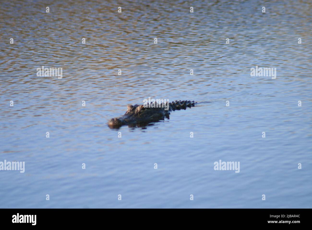 Lake Shelby Wetlands in Gulf Shores, Alabama, USA at Gulf Shores State Park Stock Photo Alamy