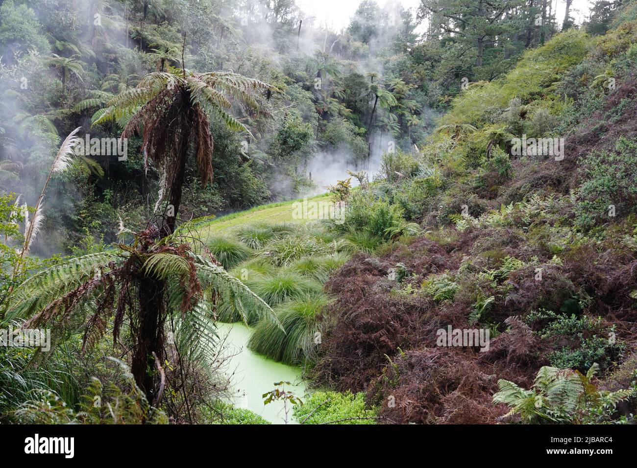 A steaming thermal river near Taupo, New Zealand Stock Photo
