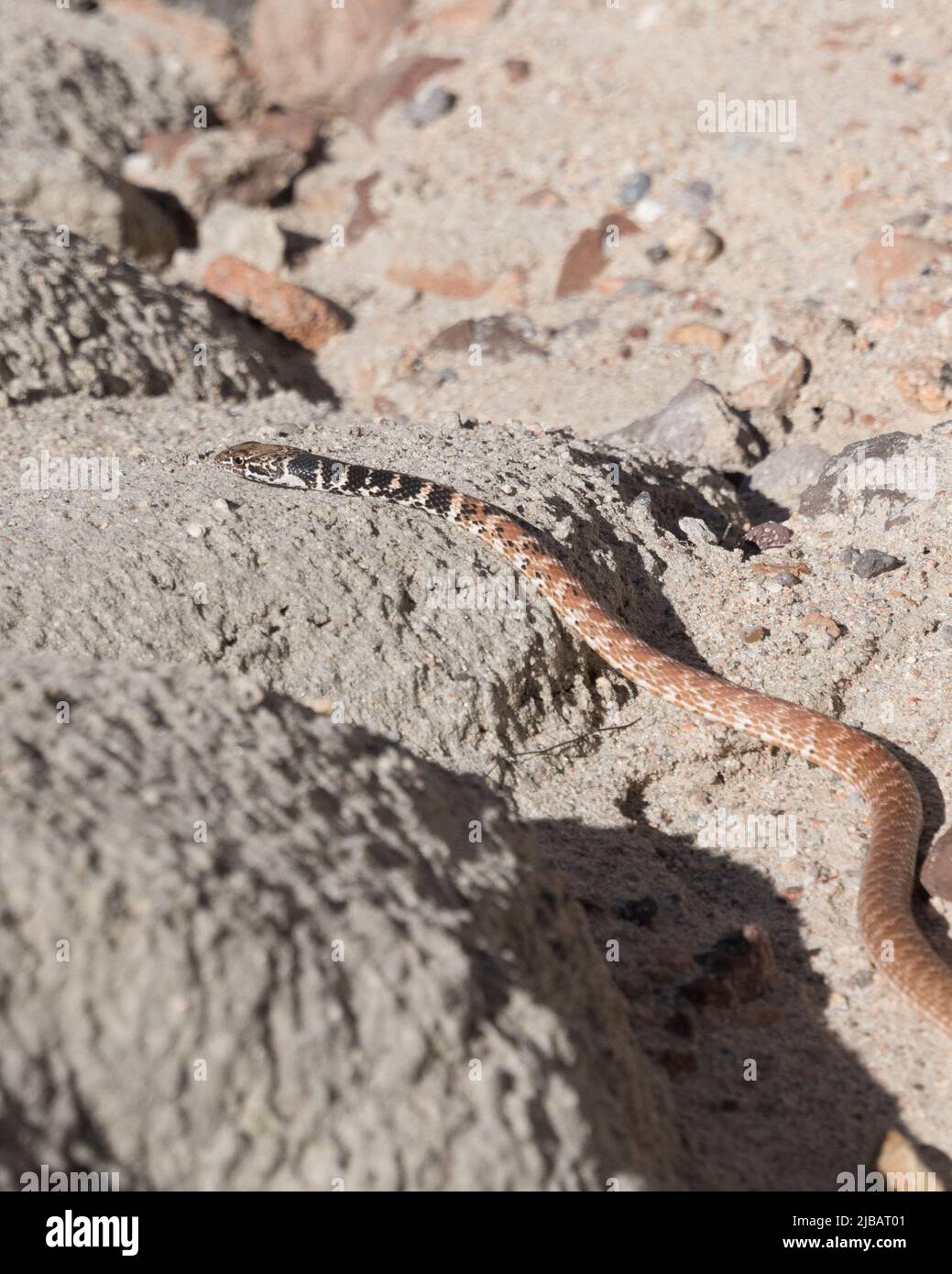 Northern Black Racer Snake Hi Res Stock Photography And Images Alamy
