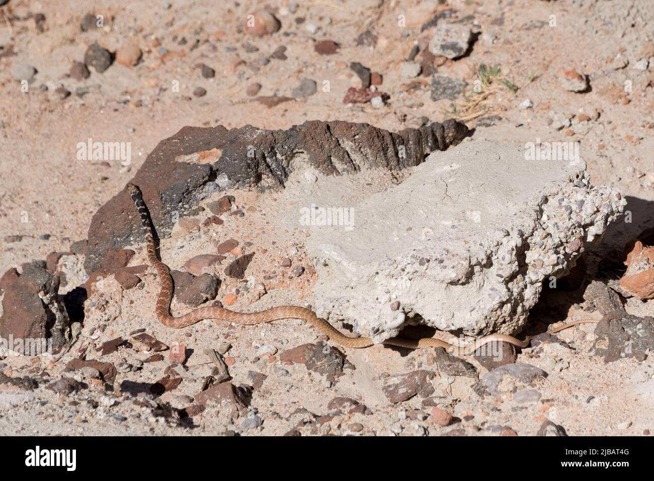 A western coachwhip snake (red racer) matches rocks beneath it in the Mojave desert at Red Rock Canyon State Park in California. Evolution, camouflage. Stock Photo