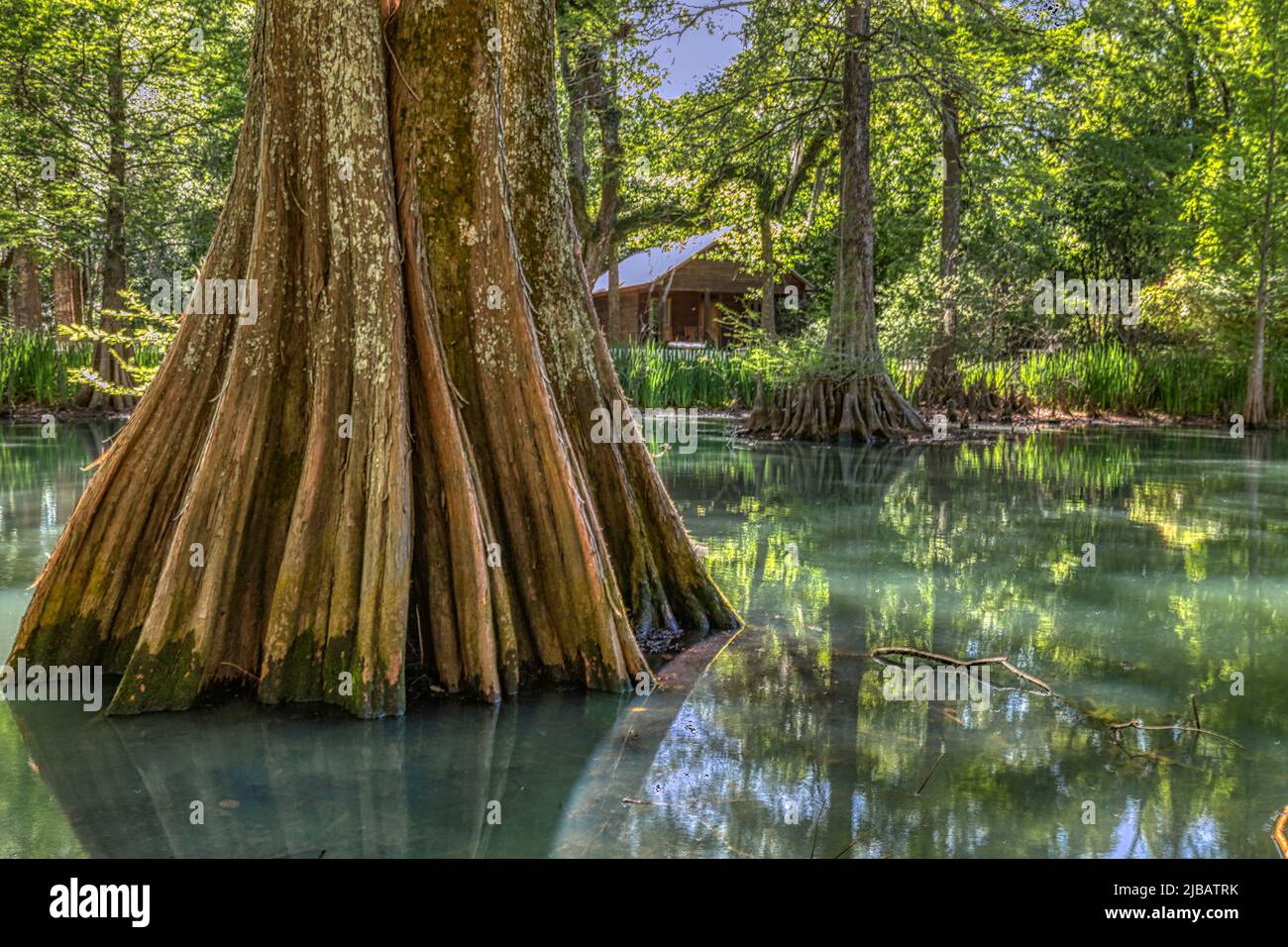 Atchafalaya Swamp in Louisiana Stock Photo