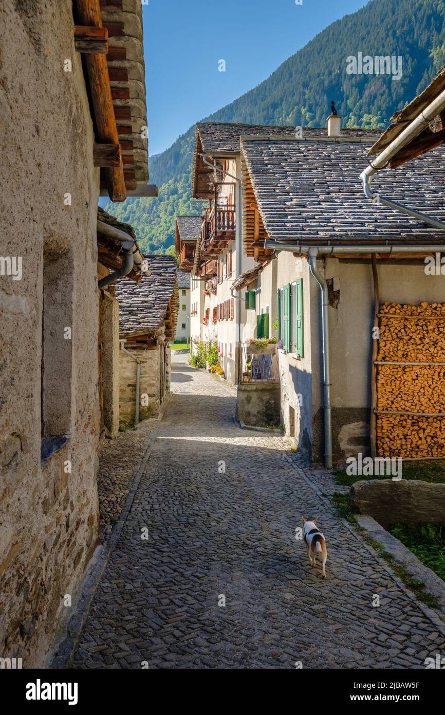 A lonely small dog is running through the empty streets of the gorgeous small village of Soglio, located in the Val Bregaglia (Grisons, Switzerland) Stock Photo
