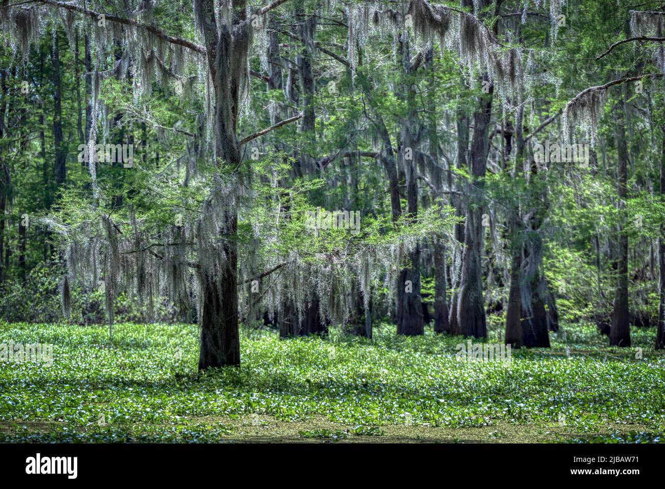 Atchafalaya Swamp in Louisiana Stock Photo