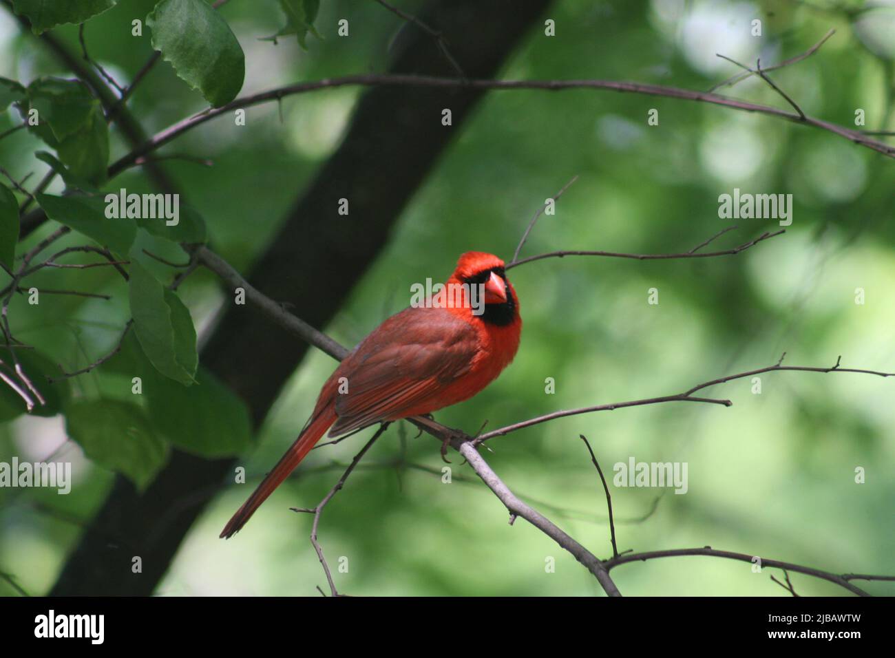 Cardinal on a perch in Forest ParkSt. Louis , Missouri, USA Stock