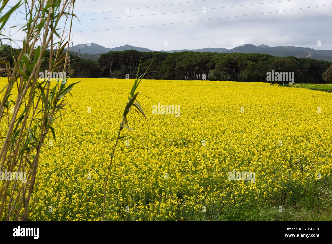 Beautiful yellow rapeseed field in spring in northern Catalonia, Spain. Stock Photo