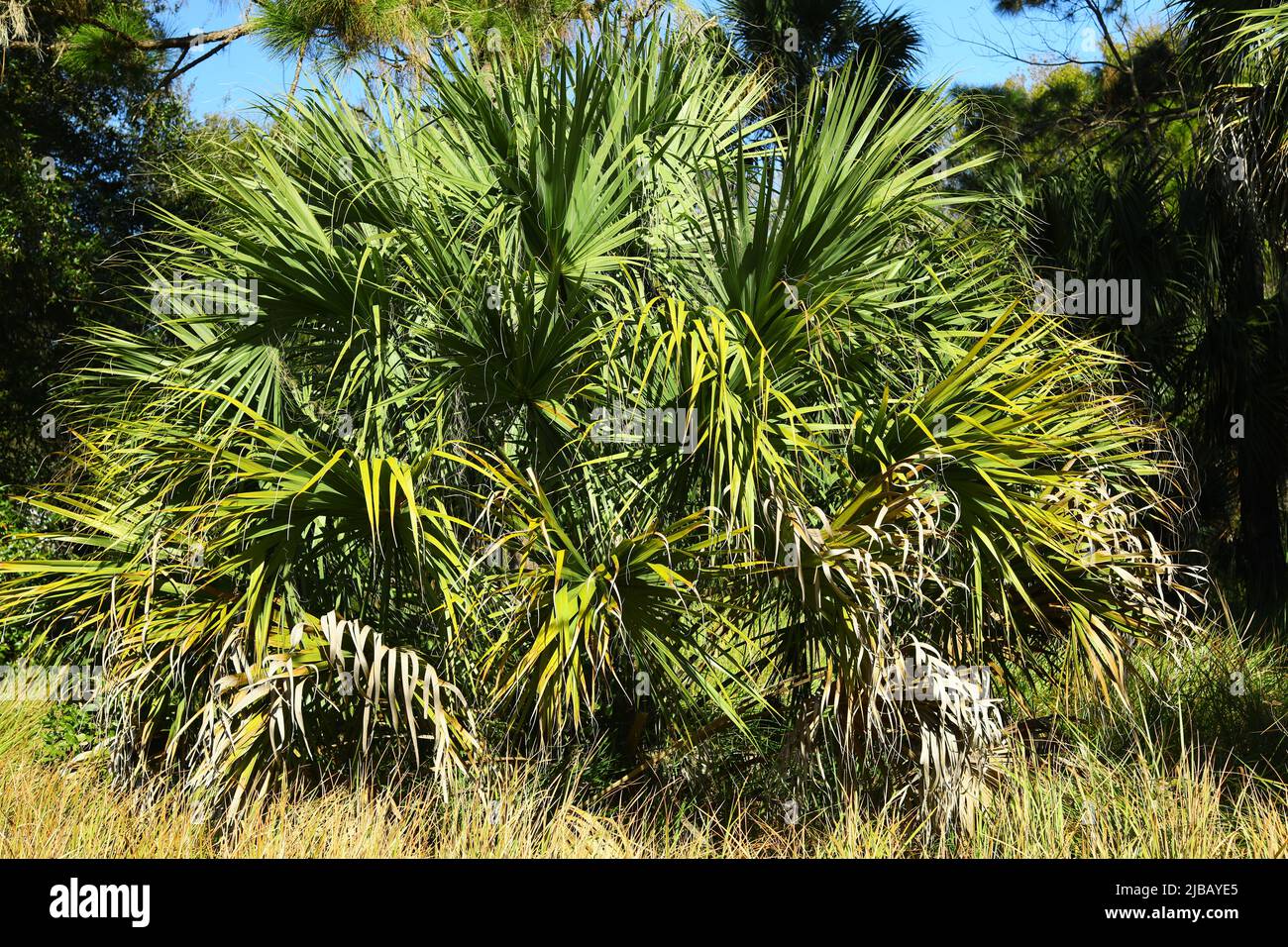 Saw Palmetto palm is slow growing plant native to Florida, it's berries valuable herb for