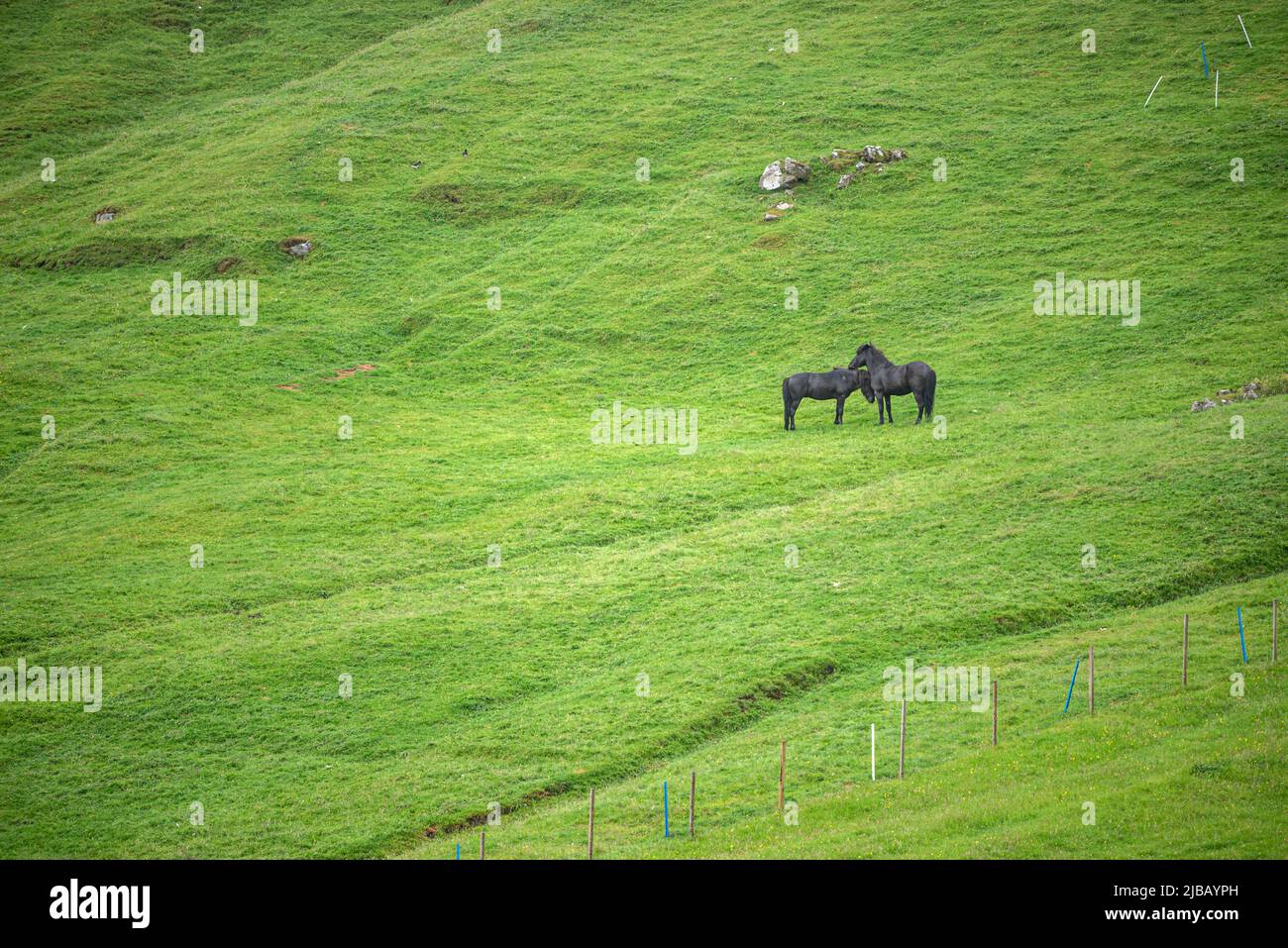 Two black horses on a green lawn in Saksun, Eysturoy Island, Faroe Islands Stock Photo