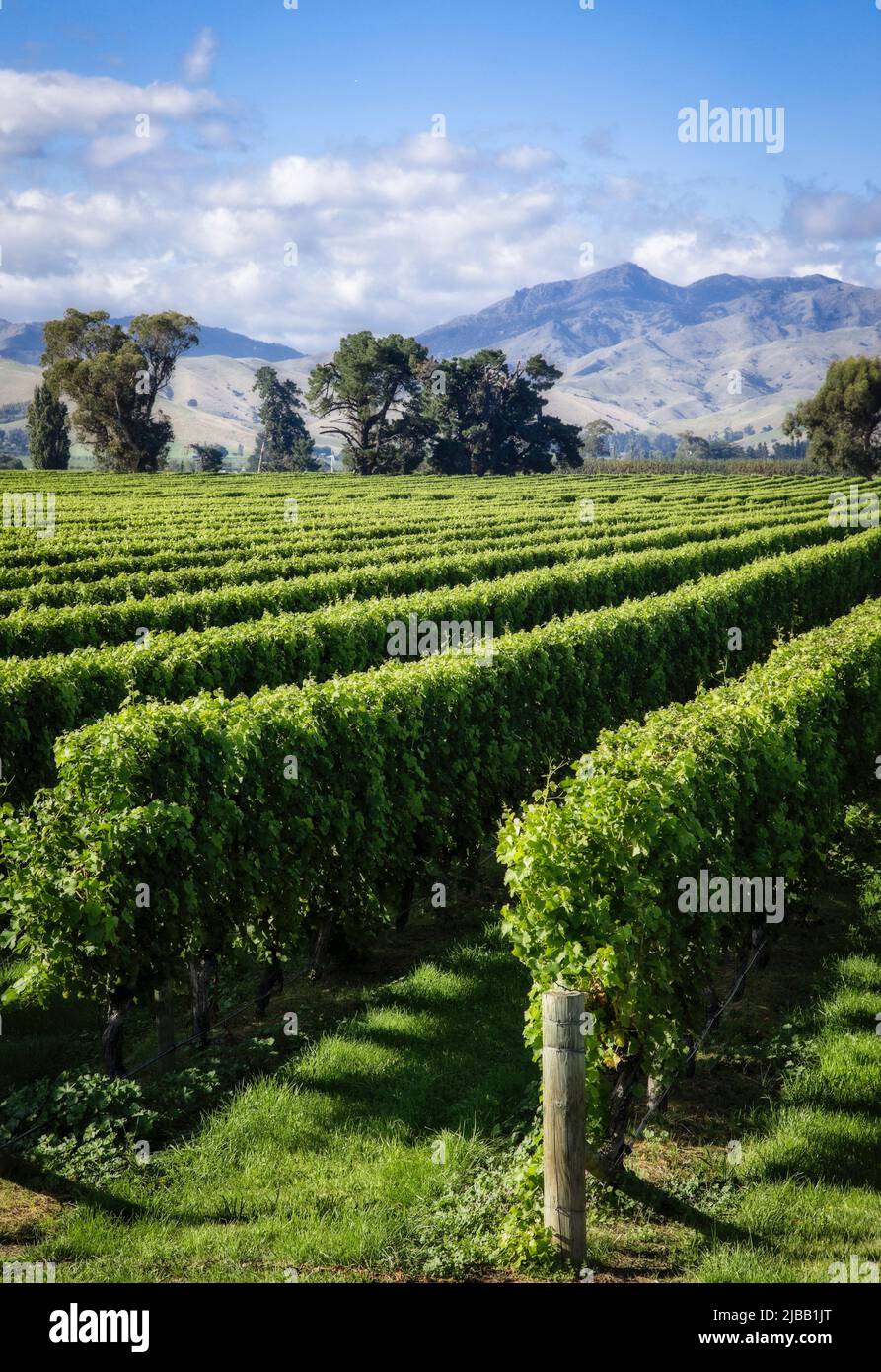 Vineyards populate the Marlborough Region, South Island, New Zealand. Stock Photo