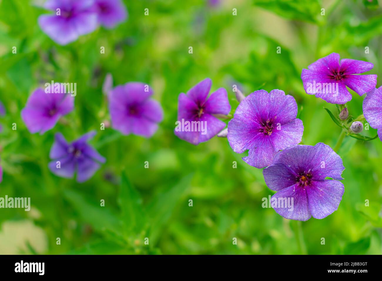 small purple flowers close-up on green background Stock Photo