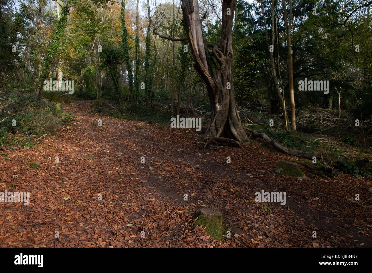 Autumn woodland, near Chepstow, Monmouthshire, Wales Stock Photo