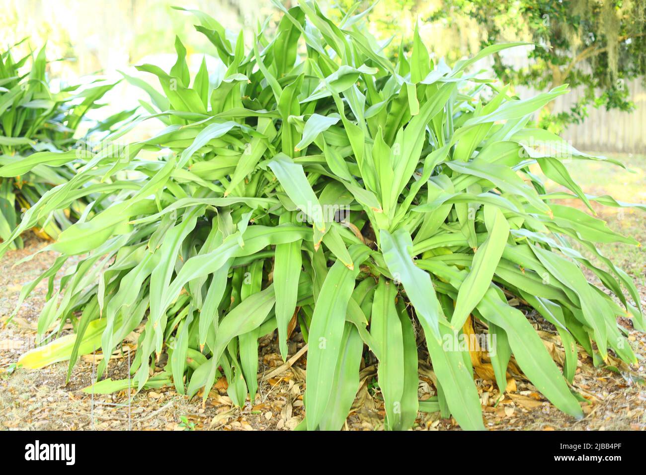 Crinum Lily (Crinum asiaticum) is tropical evergreen plant with large leaves in south Florida Stock Photo