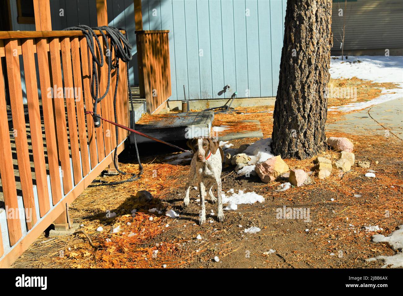 Spotted dog puppy by the log cabin Stock Photo Alamy