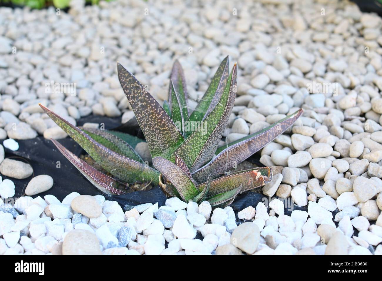 Gasteria spotted succulent plant green spotted outdoors in south of USA Stock Photo