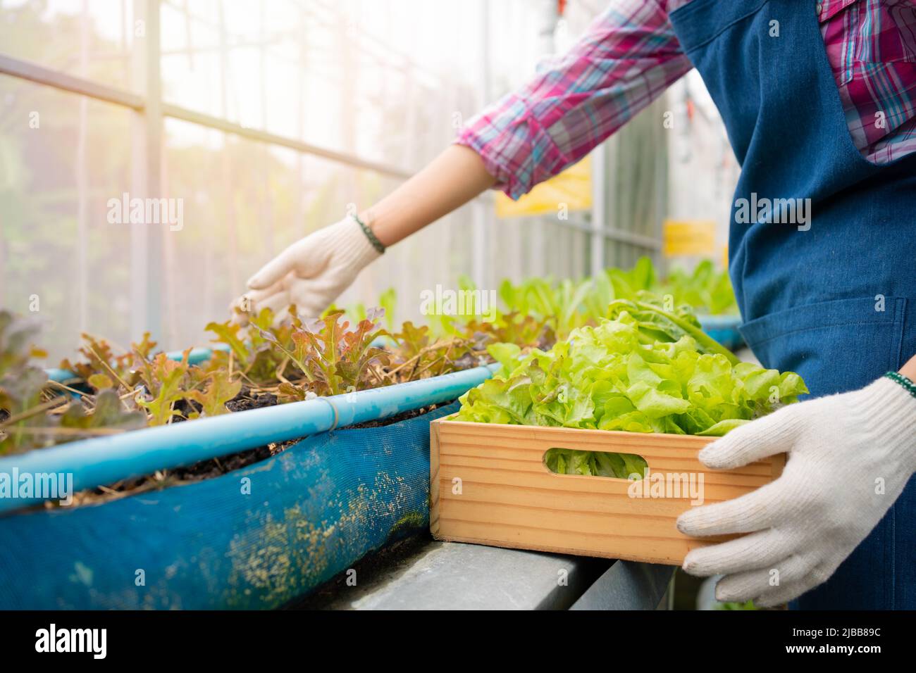 Portrait of happy Asian woman farmer holding basket of fresh vegetable salad in an organic farm in a greenhouse garden, Concept of agriculture organic Stock Photo
