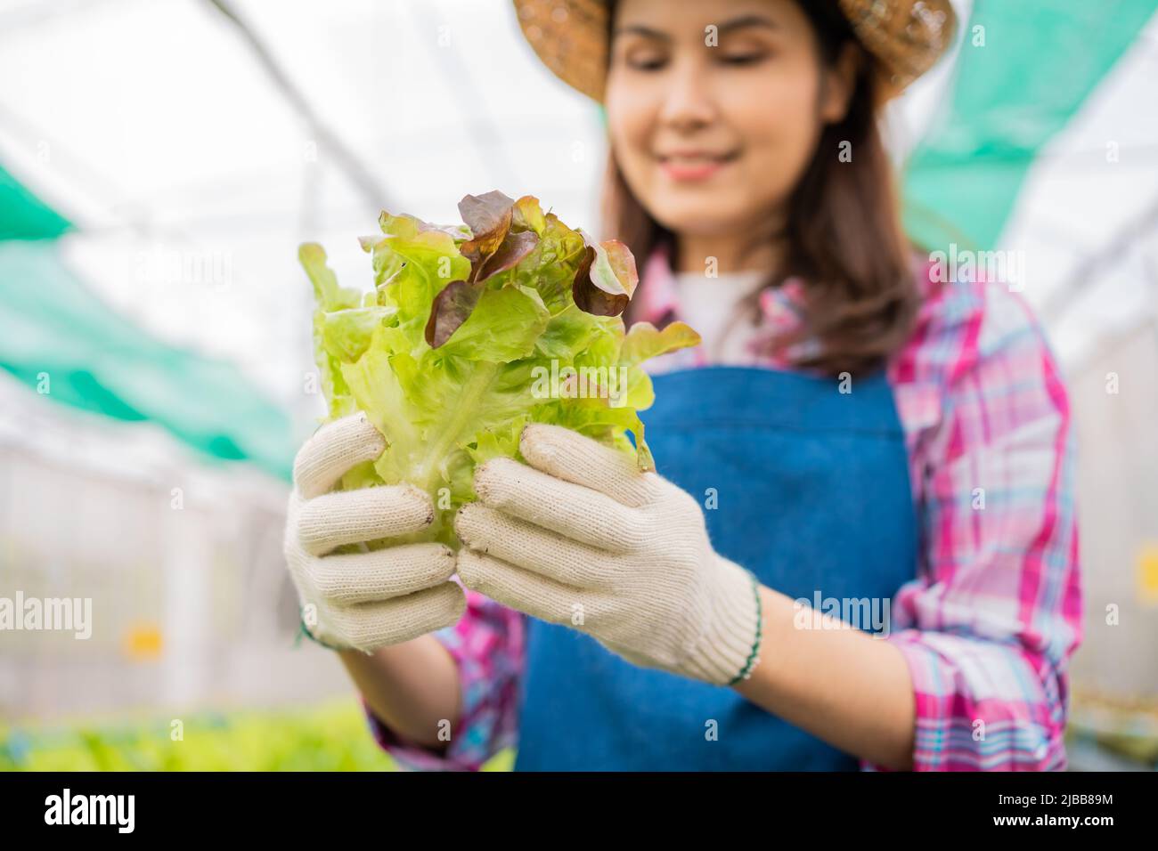 Woman farmer and checking fresh vegetable salad for finding pest in an organic farm in a greenhouse garden, Concept of agriculture organic for health, Stock Photo