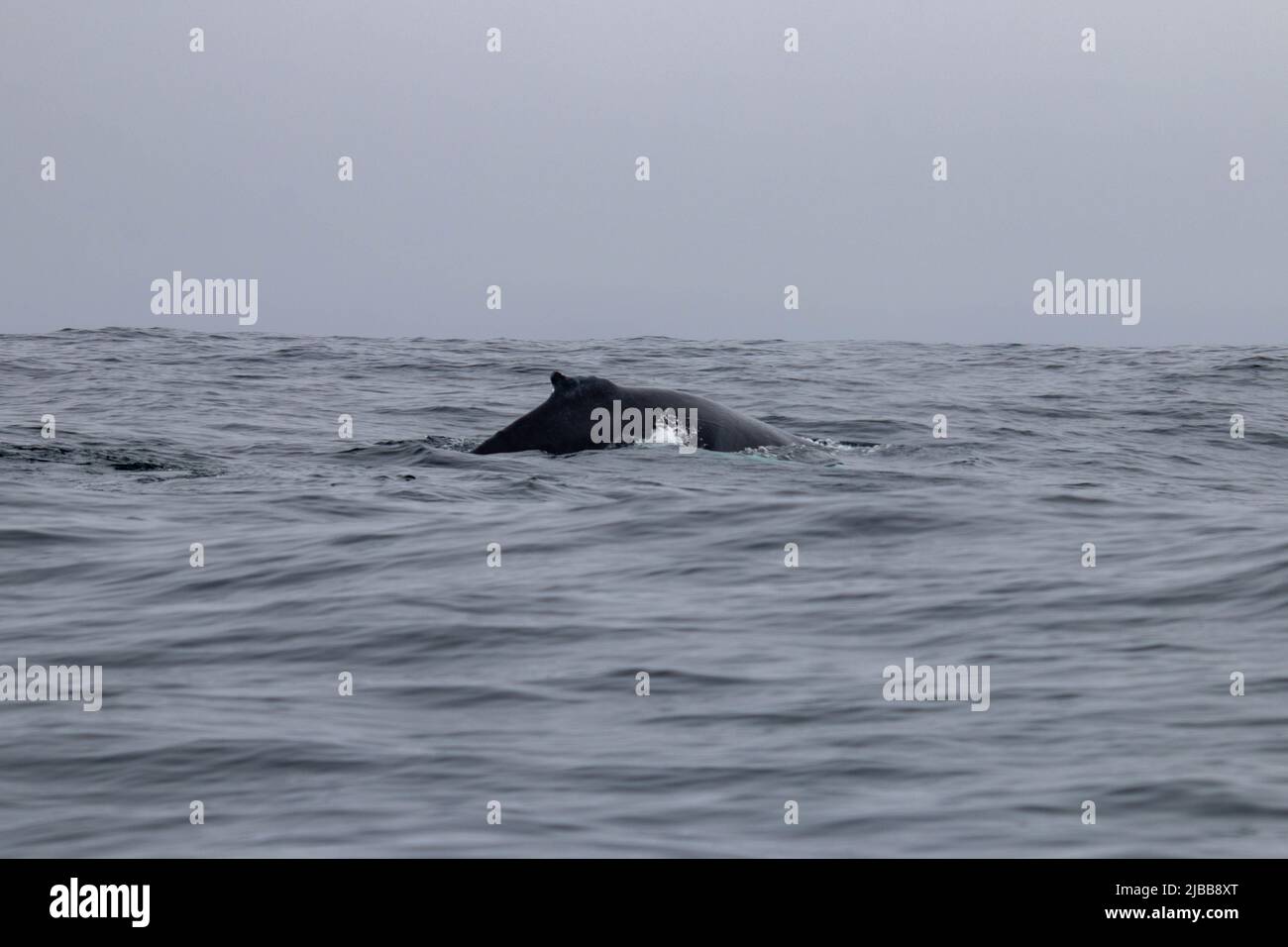 Killer whale blow hole hi-res stock photography and images - Alamy