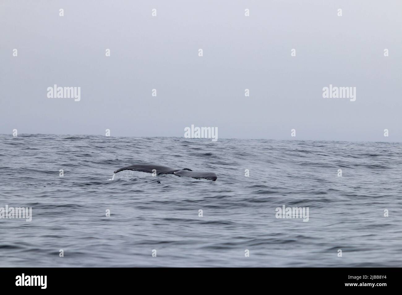Killer whale blow hole hi-res stock photography and images - Alamy