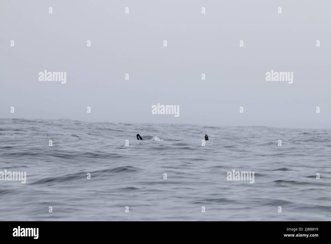 Killer whale blow hole hi-res stock photography and images - Alamy