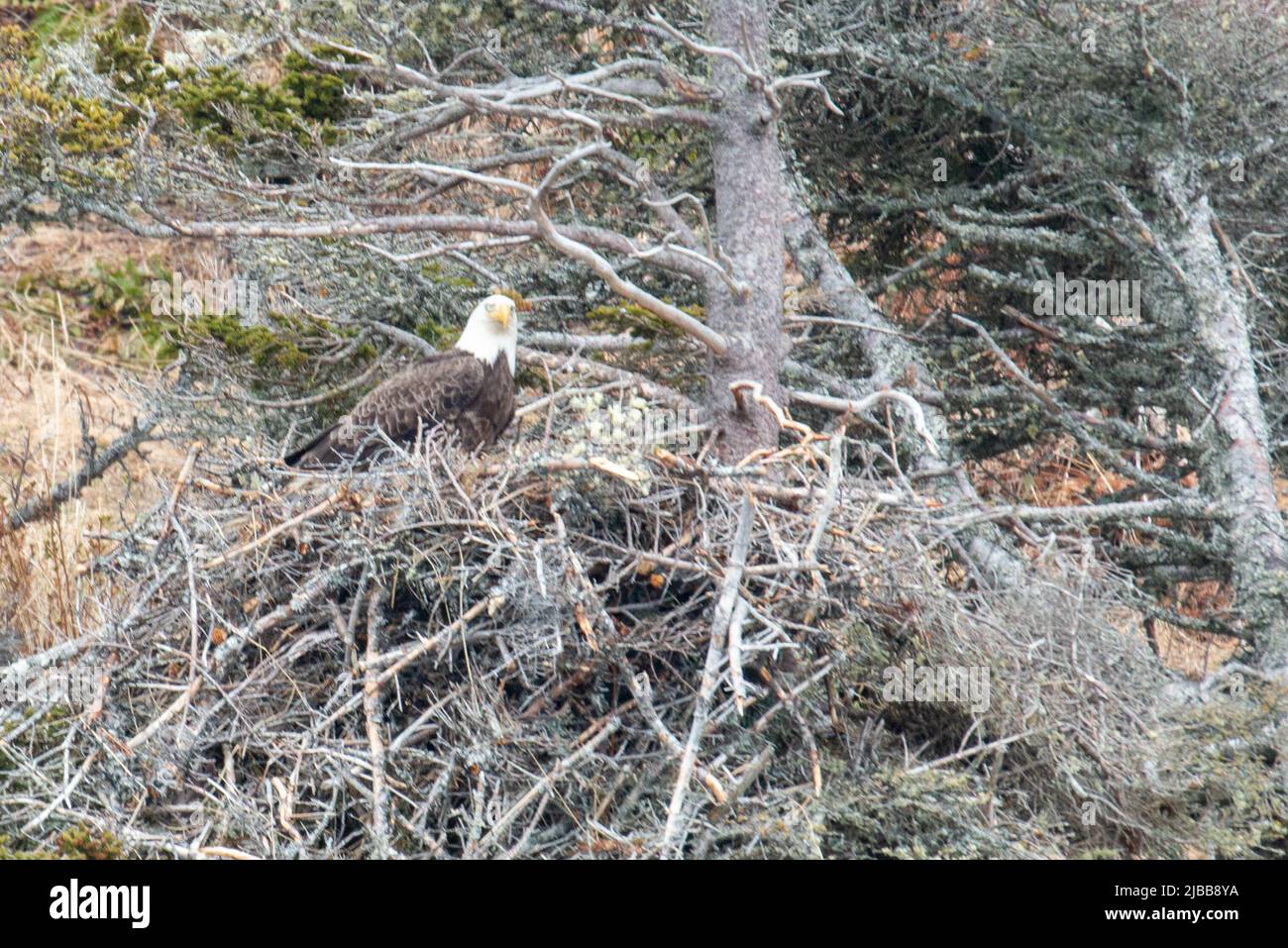 A bald eagle protects their nest Stock Photo Alamy