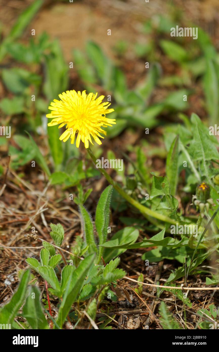 Dandelion in bloom in a pasture. Quebec,Canada Stock Photo