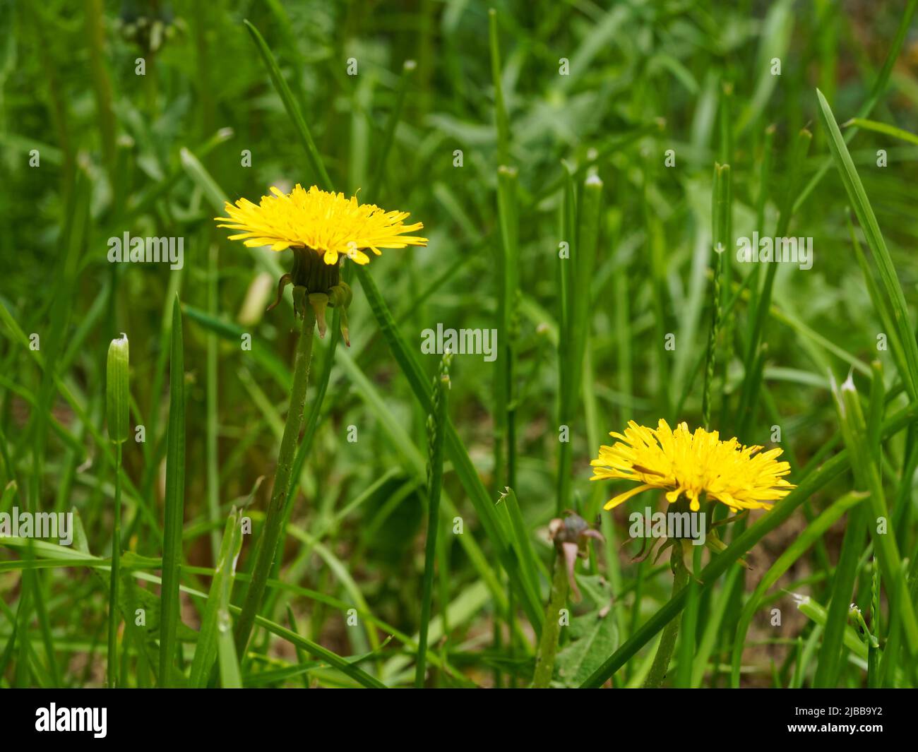 Dandelion in bloom in a field. Quebec,Canada Stock Photo