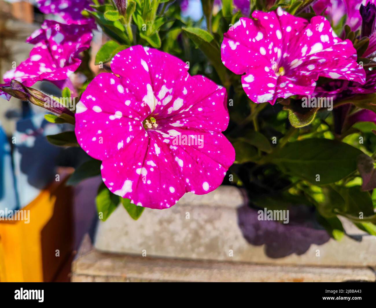 Pink purple Petunia Atkinsiana flower with White spots and dots close up. A beautiful plant / flower in a park / garden. Stock Photo