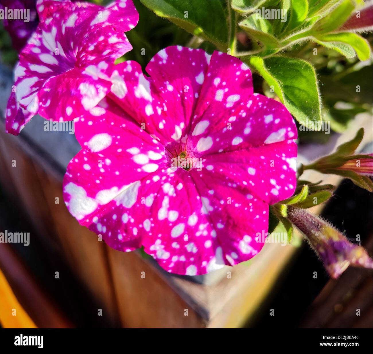 Pink purple Petunia Atkinsiana plant flower with White spots and dots close up. A beautiful plant / flower in a park / garden. Stock Photo